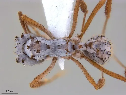 Mycetomoellerius atlanticus specimen