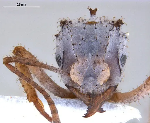 Mycetomoellerius atlanticus specimen