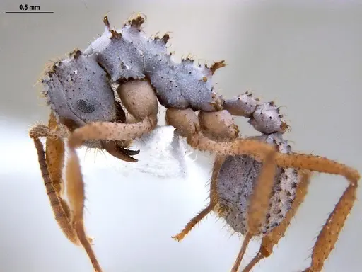 Mycetomoellerius atlanticus specimen