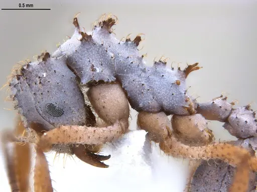 Mycetomoellerius atlanticus - UFV-LABECOL-005151