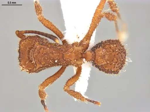 Mycetomoellerius cirratus specimen