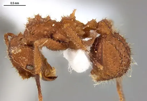 Mycetomoellerius cirratus specimen