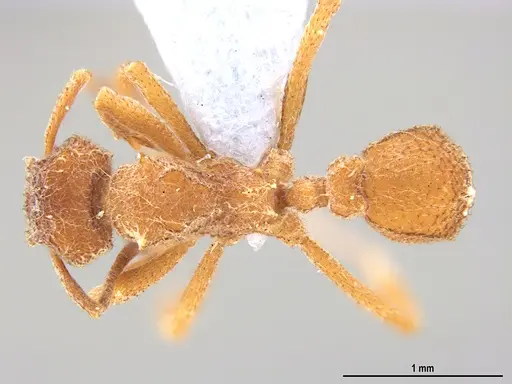 Mycetomoellerius compactus specimen