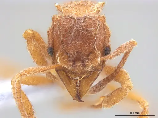 Mycetomoellerius compactus specimen