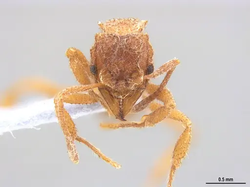 Mycetomoellerius compactus specimen