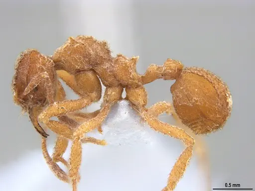 Mycetomoellerius compactus - MZSP90591