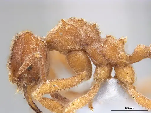 Mycetomoellerius compactus - MZSP90591