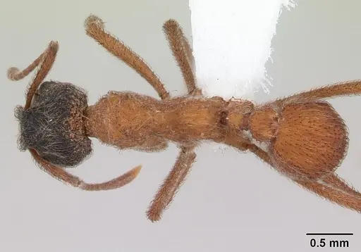 Mycetomoellerius dichrous specimen