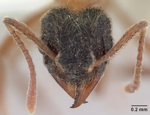 Mycetomoellerius dichrous specimen