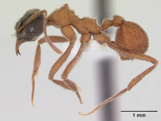 Mycetomoellerius dichrous specimen