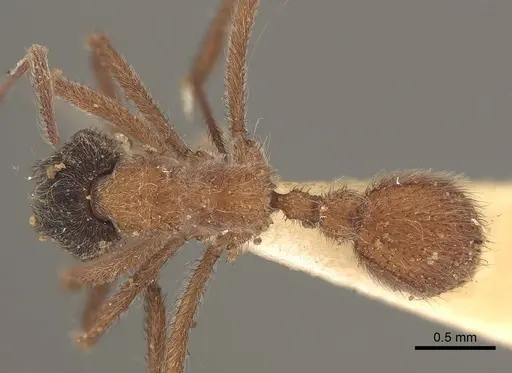 Mycetomoellerius dichrous - CASENT0919609