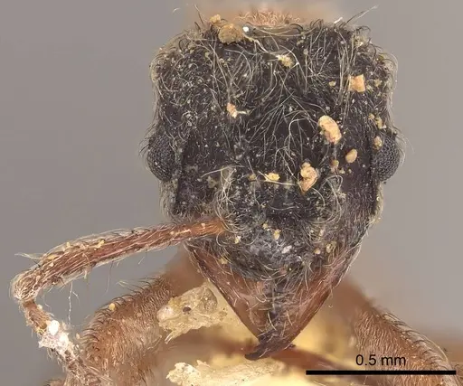 Mycetomoellerius dichrous - CASENT0919609