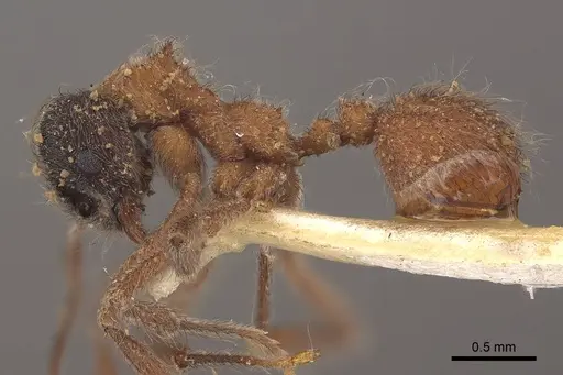 Mycetomoellerius dichrous - CASENT0919609