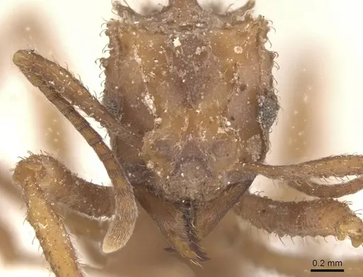 Mycetomoellerius fiebrigi specimen