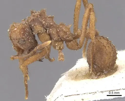 Mycetomoellerius fiebrigi specimen