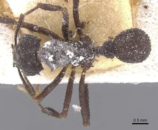 Mycetomoellerius haytianus specimen