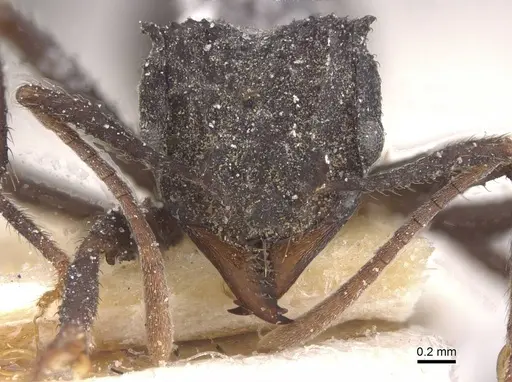 Mycetomoellerius haytianus specimen