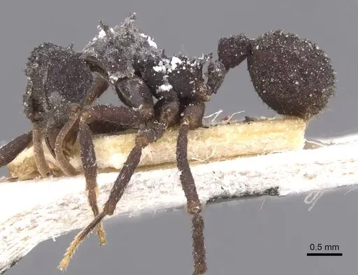 Mycetomoellerius haytianus specimen