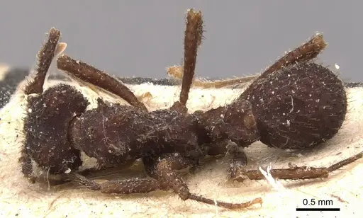 Mycetomoellerius iheringi specimen