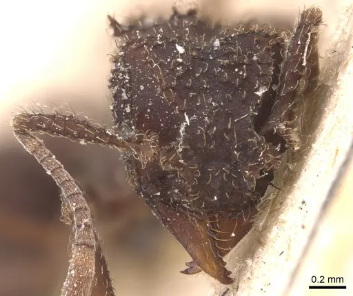 Mycetomoellerius iheringi specimen