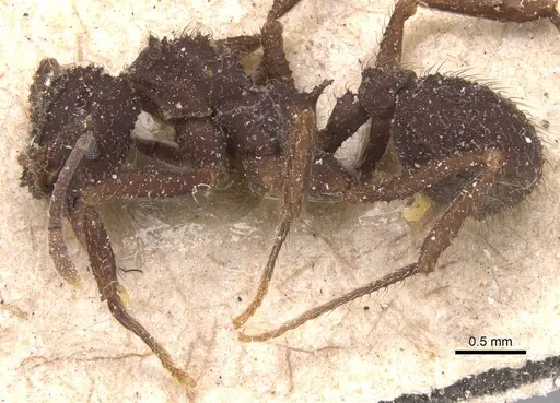 Mycetomoellerius iheringi specimen