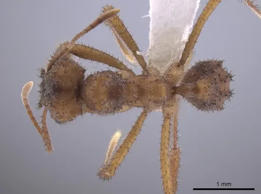 Mycetomoellerius isthmicus specimen