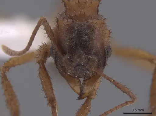 Mycetomoellerius isthmicus specimen