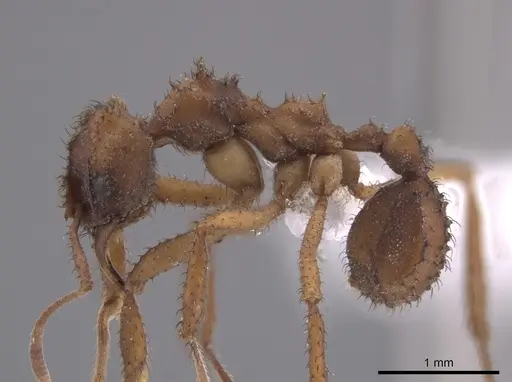 Mycetomoellerius isthmicus specimen