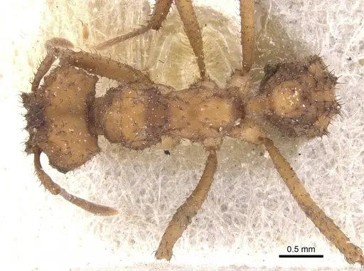 Mycetomoellerius isthmicus - CASENT0912522