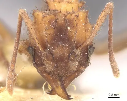 Mycetomoellerius isthmicus - CASENT0912522