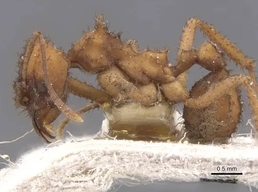 Mycetomoellerius isthmicus - CASENT0912522