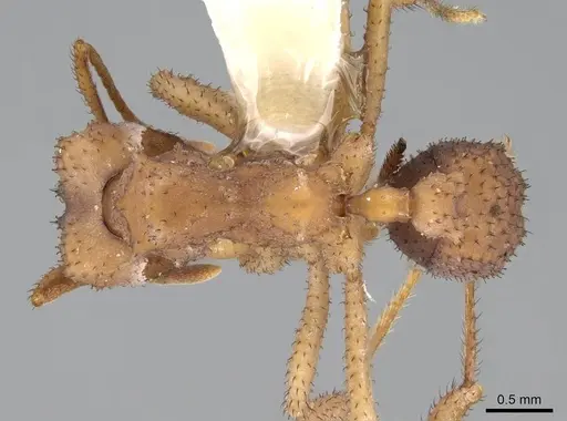 Mycetomoellerius isthmicus - CASENT0919985