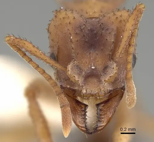 Mycetomoellerius isthmicus - CASENT0919985