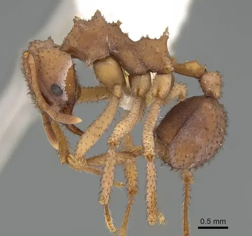 Mycetomoellerius isthmicus - CASENT0919985