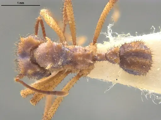 Mycetomoellerius ixyodus specimen