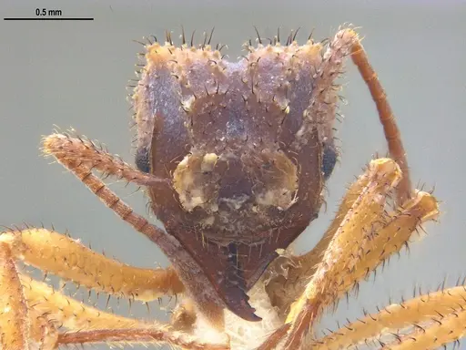 Mycetomoellerius ixyodus specimen