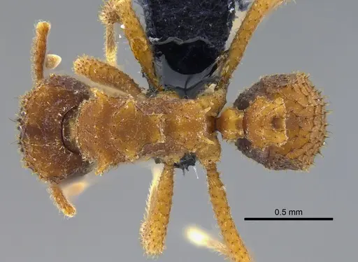 Mycetomoellerius ixyodus - CBUMAGENT41976