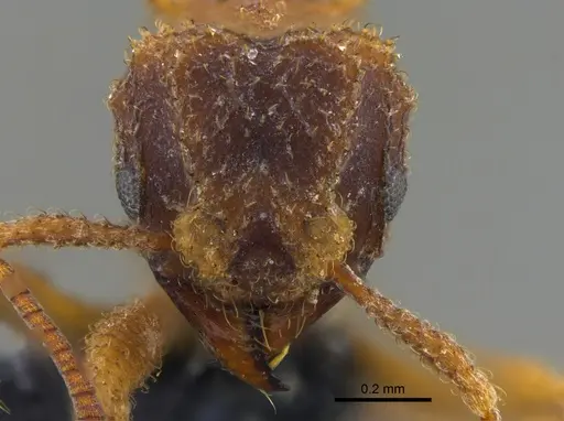 Mycetomoellerius ixyodus - CBUMAGENT41976