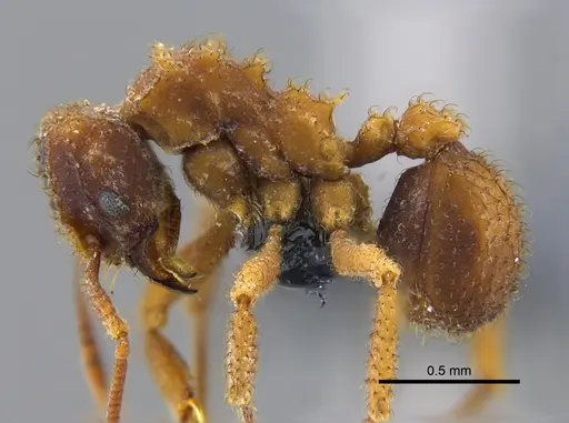 Mycetomoellerius ixyodus - CBUMAGENT41976