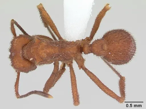 Mycetomoellerius kempfi specimen