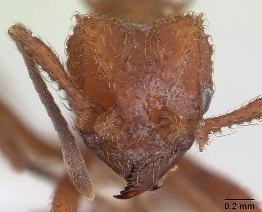 Mycetomoellerius kempfi specimen