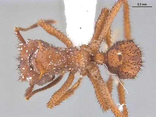 Mycetomoellerius mikromelanos specimen