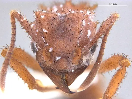 Mycetomoellerius mikromelanos specimen