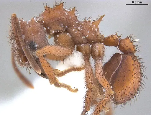 Mycetomoellerius mikromelanos specimen