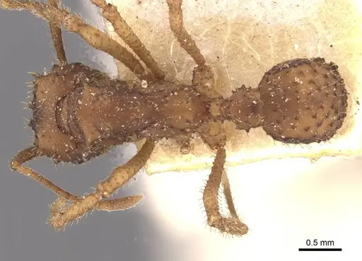 Mycetomoellerius oetkeri specimen