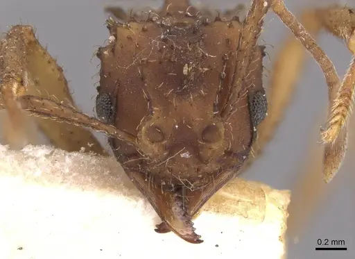 Mycetomoellerius oetkeri specimen