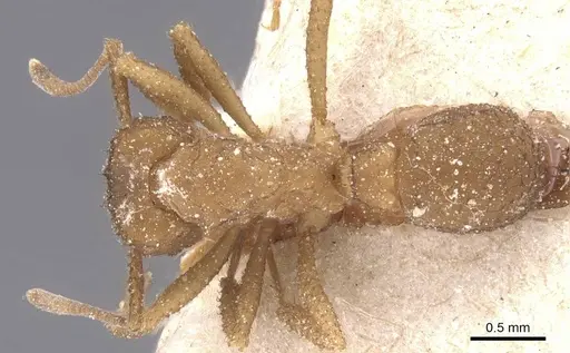 Mycetomoellerius papulatus specimen