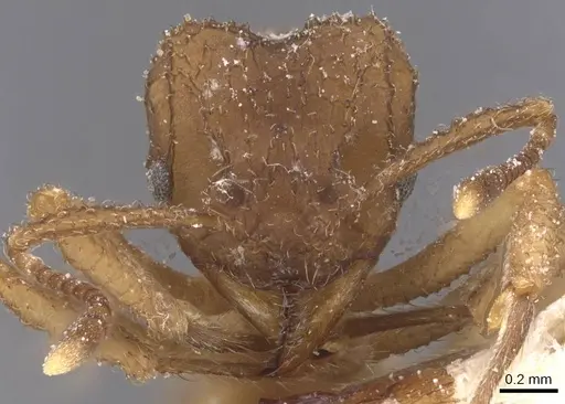 Mycetomoellerius papulatus specimen