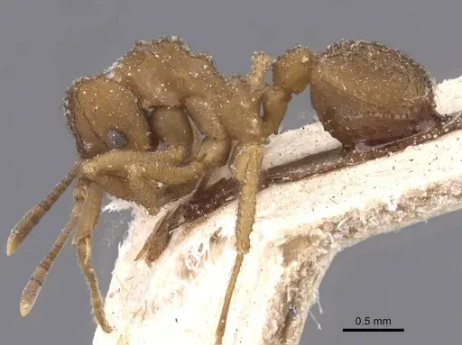 Mycetomoellerius papulatus specimen