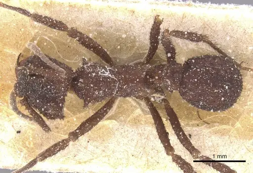 Mycetomoellerius pruinosus specimen
